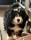 Bernedoodle Puppies for sale in Raleigh, NC, USA. price: NA