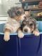 Bernedoodle Puppies for sale in Norwalk, CT, USA. price: $5,000