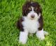 Bernedoodle Puppies for sale in Weatherford, TX, USA. price: NA
