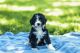 Bernedoodle Puppies for sale in Locust Grove, OK 74352, USA. price: $90,000