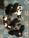 Bernedoodle Puppies for sale in 5462 US-80, Grand Saline, TX 75140, USA. price: NA