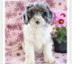 Bernedoodle Puppies for sale in Reading, PA, USA. price: $750