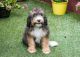 Bernedoodle Puppies for sale in Summerville, SC, USA. price: NA