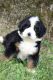 Bernedoodle Puppies for sale in Phelan, CA 92371, USA. price: $2,500