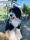 Bernedoodle Puppies for sale in Rancho Cucamonga, CA, USA. price: NA