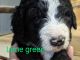Bernedoodle Puppies for sale in Walnut Grove, MN 56180, USA. price: NA