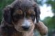 Bernedoodle Puppies for sale in Louisville, KY, USA. price: $2,500