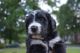 Bernedoodle Puppies for sale in Louisville, KY, USA. price: $2,000