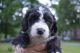 Bernedoodle Puppies for sale in Louisville, KY, USA. price: $2,000