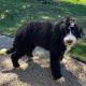 Bernedoodle Puppies for sale in Dundee, OH 44624, USA. price: NA