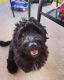 Bernedoodle Puppies for sale in Ruskin, FL, USA. price: $1,500