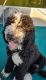 Bernedoodle Puppies for sale in Maryville, TN 37803, USA. price: NA