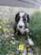 Bernedoodle Puppies for sale in Henderson, KY 42420, USA. price: NA