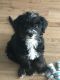 Bernedoodle Puppies for sale in Mesa, AZ, USA. price: $400