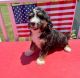 Bernedoodle Puppies for sale in Albia, IA 52531, USA. price: $2,500