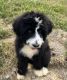 Bernedoodle Puppies for sale in Dundee, OH 44624, USA. price: $805