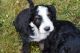 Bernedoodle Puppies for sale in Louisville, KY, USA. price: $1,200