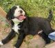 Bernedoodle Puppies for sale in Louisville, KY, USA. price: $1,200