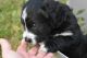 Bernedoodle Puppies for sale in Louisville, KY, USA. price: $1,000