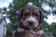 Bernedoodle Puppies for sale in Louisville, KY, USA. price: $1,500