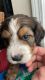 Bernedoodle Puppies for sale in Louisville, KY, USA. price: $1,500