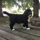Bernedoodle Puppies for sale in Harrodsburg, KY 40330, USA. price: $1,950