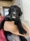 Bernedoodle Puppies for sale in Grace, ID 83241, USA. price: $1,800