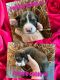 Bernedoodle Puppies for sale in Tryon, OK 74875, USA. price: $2,500