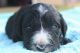 Bernedoodle Puppies for sale in TN-5, Jackson, TN, USA. price: NA
