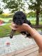 Bernedoodle Puppies for sale in Dansville, MI 48819, USA. price: NA