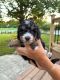Bernedoodle Puppies for sale in Dansville, MI 48819, USA. price: NA