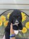 Bernedoodle Puppies for sale in St Clair, MI 48079, USA. price: NA