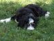 Bernedoodle Puppies for sale in Sligo, PA 16255, USA. price: $650