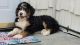 Bernedoodle Puppies for sale in Millstone, NJ, USA. price: NA