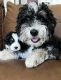 Bernedoodle Puppies for sale in Yuba City, CA, USA. price: NA