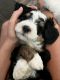 Bernedoodle Puppies for sale in Yuba City, CA, USA. price: NA