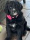 Bernedoodle Puppies for sale in Grace, ID 83241, USA. price: $180,000