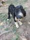 Bernedoodle Puppies for sale in Olivehill, TN 38475, USA. price: NA