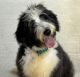 Bernedoodle Puppies for sale in Dundee, OH 44624, USA. price: $500