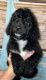 Bernedoodle Puppies for sale in Jonesboro, AR, USA. price: NA