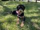 Bernedoodle Puppies for sale in Palmetto, FL 34221, USA. price: $2,000