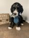 Bernedoodle Puppies for sale in Garrettsville, OH 44231, USA. price: NA