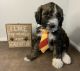 Bernedoodle Puppies for sale in Garrettsville, OH 44231, USA. price: NA