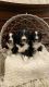 Bernedoodle Puppies for sale in Valparaiso, IN, USA. price: $3,000
