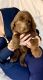Bernedoodle Puppies for sale in Jonesboro, AR, USA. price: $1,000