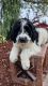 Bernedoodle Puppies for sale in La Center, WA, USA. price: NA
