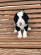 Bernedoodle Puppies for sale in Jacksonville, IL 62650, USA. price: $1,500