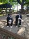 Bernedoodle Puppies for sale in Ephrata, PA 17522, USA. price: $1,200
