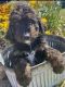 Bernedoodle Puppies for sale in Moses Lake, WA 98837, USA. price: NA