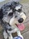 Bernedoodle Puppies for sale in Deer Park, NY, USA. price: $500